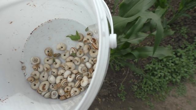 ТУДА ГДЕ РОДИЛАСЬ / Сдали документы / ЗАБИВАЕМ морозилку смотреть онлайн