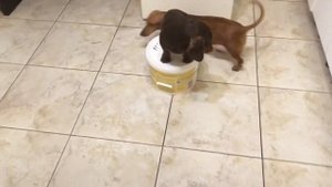 Необычные команды для собак в домашних условиях