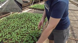 Столы для рассады