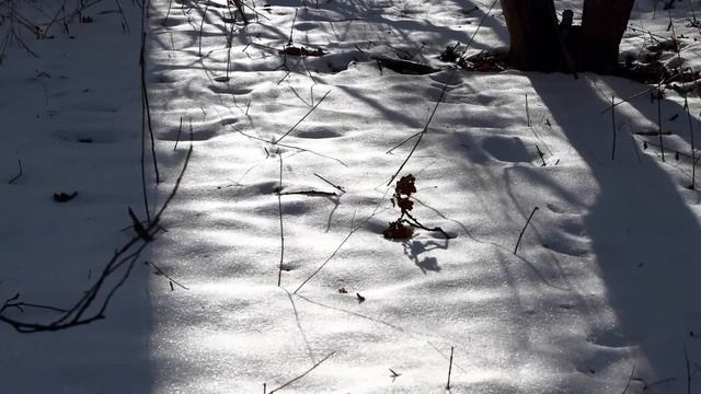 Hepatica nobilis 2013-( I ) смотреть онлайн