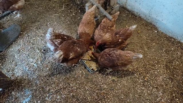 Реставрация старой вагонки. Ремонт в бане. Вкусняшка для кур. смотреть онлайн