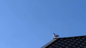 Ястреб Тетерятник жёстко атакует голубей! Ранел голубя. Goshawk attacks pigeons again!!!
