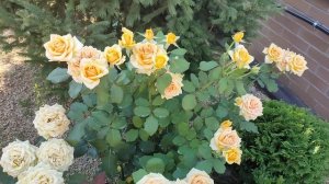 Роза Кинг Прайд