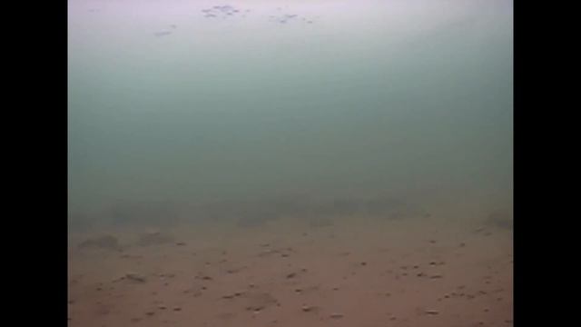 Подводная жизнь Обского водохранилища