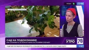 Растения всю зиму стоят на холодном балконе. Как?