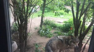Волк в нашем дворе // Домашний волк