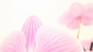 Alice Girl Phalaenopsis | Моя прекрасная, цветущая орхидея