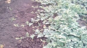 Арбуз талисман