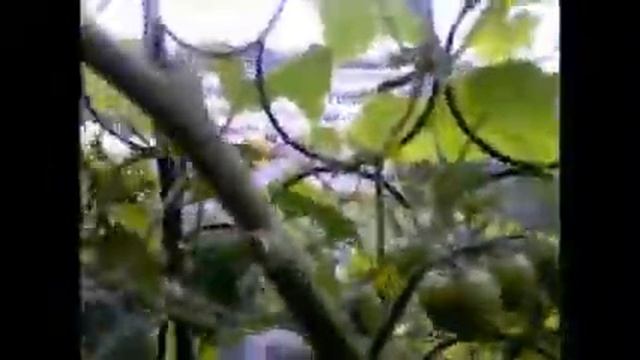 05 08 2019 ШМЕЛЬ помощник смотреть онлайн