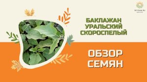 Баклажан уральский скороспелый, обзор семян и сорта.