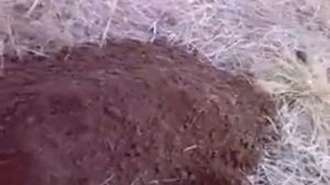 Как крот копает (крупный план)