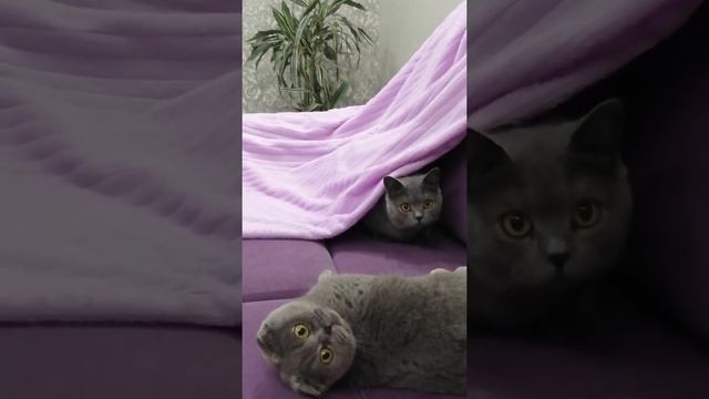 Британские коты/Мама с дочей играют смотреть онлайн