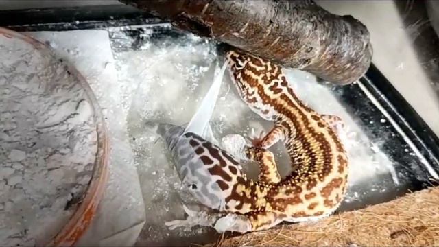 Дынька сбрасывает кожу🐾тг- Джулиав на связи смотреть онлайн