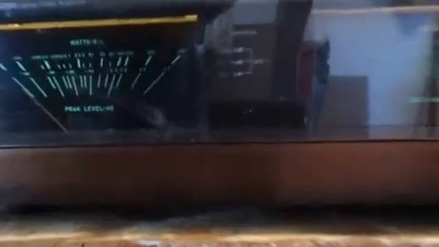 Proton D1100 preamp and D1200 power amp. смотреть онлайн