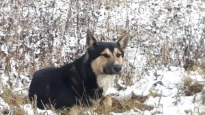 Он с надеждой смотрел на проезжающие машины… Собака отчаянно ждала предавших её хозяев