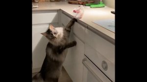 Кошка мейн кун добывает себе еду / Maine Coon cat gets its own food