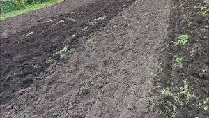 Пашем плугом под зиму/ мотоблок с плугом /