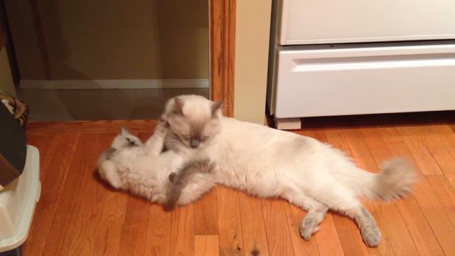 Aries grooming Bravos. Bravos absolutely adores Aries. смотреть онлайн