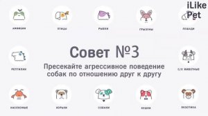 Как подружить собак друг с другом: 5 советов
