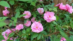 Rose Snow Pavement | First Flush | Full Bloom | #roses