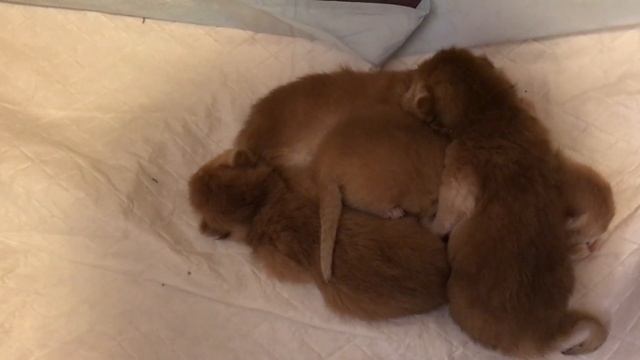 ???ЗОЛОТАЯ ШИНШИЛЛА КОШКА??? ДЕВЯТЬ КОТЯТ???