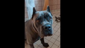 Кане Корсо.  надо ли вычёсывать гладкошерстных собак #canecorso #друганы