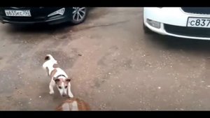 собака взорвала пивную кегу подлетела на 3 метра