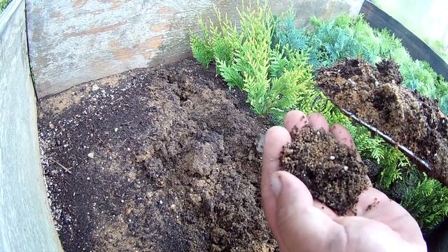 РАЗМНОЖЕНИЕ ТУИ ЧЕРЕНКАМИ /// УКОРЕНЕНИЕ ХВОЙНЫХ смотреть онлайн