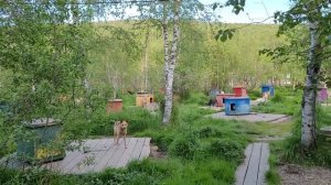 Питомник ездовых лаек в усадьбе Тюрюминых, Листвянка, Байкал, 21.06.2023