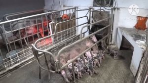 Огромный кабан уехал на мясо! Трех породный гибрид F1-Пьетрен-Макстер! вес 300 кг!!!