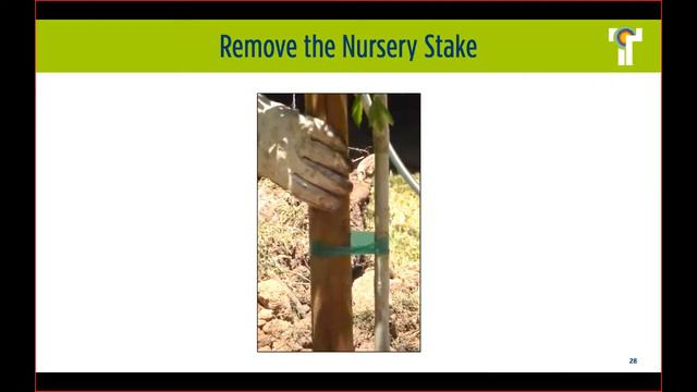 Common Mistakes when Planting Trees смотреть онлайн