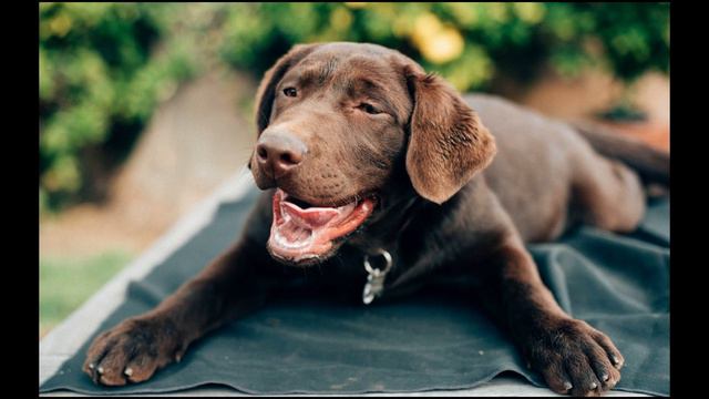 The Waterproof Labrador Retrievers