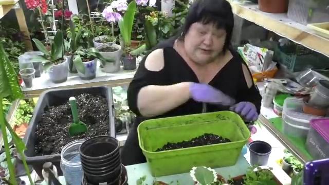 пересадка лобелии на пмж смотреть онлайн