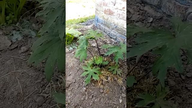 Бузульник Пржевальского в саду (Ligularia przewalskii)