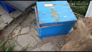 Увеличение пасеки весной. Шестирамочники в работе. Подсиливание пчелой и расплодом семей.