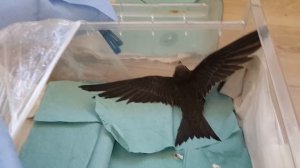 Птенец стрижа готов к полёту (ч.4 из 4)