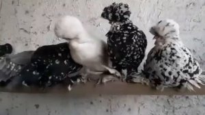 ? ZOTLI PARRANDALAR ( tovuqlar ) Разные породы кур. ? драка петухов. ?  Курица с цыплятами. ??