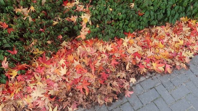 Incredible Insect: Pink Spirit Moth (Silkmoth life cycle) Actias rhodopneuma / by Bart Coppens смотреть онлайн