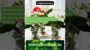 Выращивание комнатных растений на гидропонике.