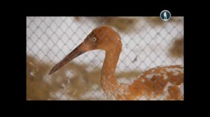 Моя планета. Стерхи. Бесконечный полет