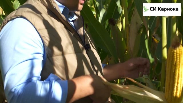 Новинка! Гибрид кукурузы СИ Кариока - интенсивный гибрид для производства зерна. смотреть онлайн