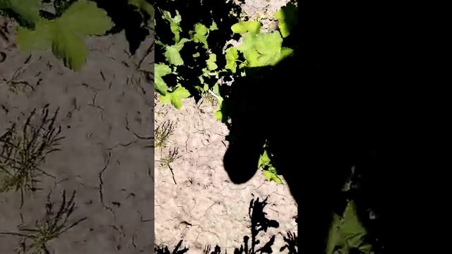 Моё синее море! Как я выращиваю незабудки! смотреть онлайн