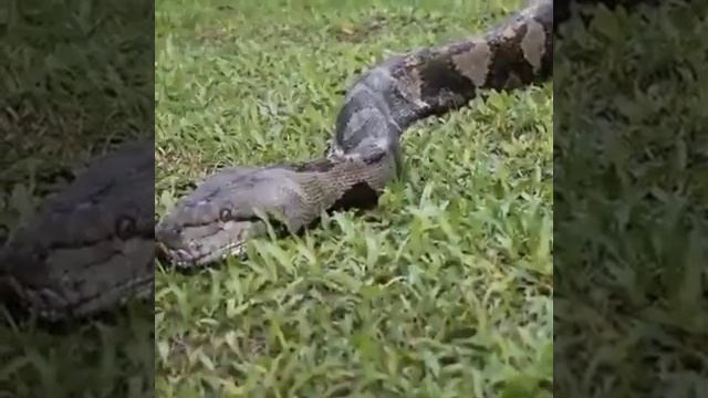 Змея проглотила человека! смотреть онлайн