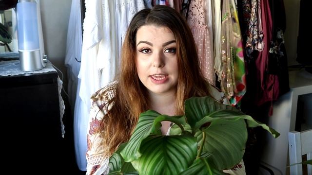 Calathea Orbifolia / Kalatea Orbifolia | Hur du tar hand om en Orbifolia på bästa sätt смотреть онлайн