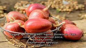 Синий лук и  все сладкие сорта