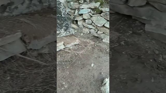 Установка Ловушка на Куропатка (Кеклик) 2020 Тарзи таер кардани Тур н.Дарвоз.Keklik in Tajikistan смотреть онлайн