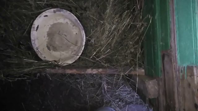 Секрет откорма или ошибка? Чем кормить телят смотреть онлайн