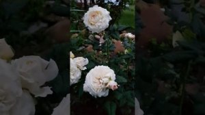 Роза Keira