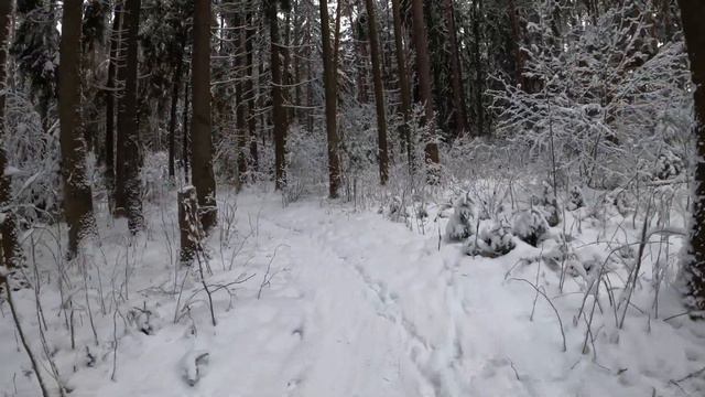 Прогулка по зимнему лесу возле Минского моря