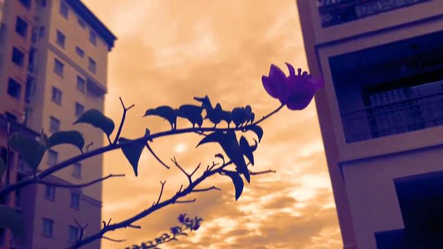 Bougainvillea 🌸 #flowers #lovethem смотреть онлайн